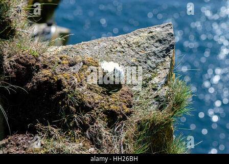 Die Papageitaucher (Fratercula Arctica), auch bekannt als der gemeinsame Puffin ist eine Art von Seevogel in die Auk-Familie. Stockfoto