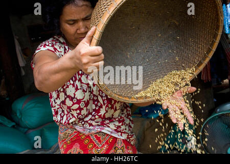 Eine Khmer-Frau gießt geernteten unmilled Reis aus einem Korb im Chork Village, Kambodscha. Stockfoto