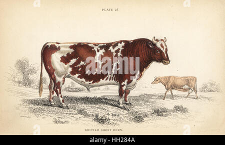 Britische Shorthorn Rinderrasse, Bos Taurus. Handkoloriert Stahlstich von Lizars nach einer Illustration von James Stewart von William Jardines Naturalist Library, Edinburgh, 1836. Stockfoto