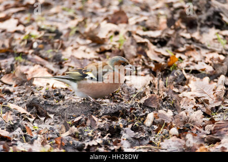 Buchfinken (Fringilla Coelebs) mit Samen im Schnabel. Bunten Männchen in Fink Familie (Fringillidae) Fütterung auf Boden Stockfoto