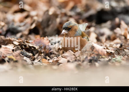 Buchfinken (Fringilla Coelebs) unter Laubstreu auf Nahrungssuche. Männchen in der Fink-Familie (Fringillidae) Fütterung auf Boden Stockfoto