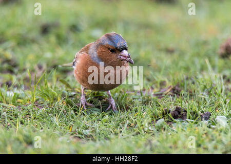 Buchfinken (Fringilla Coelebs) Kopf auf mit Samen im Schnabel. Männchen in der Fink-Familie (Fringillidae) Fütterung auf Boden Stockfoto