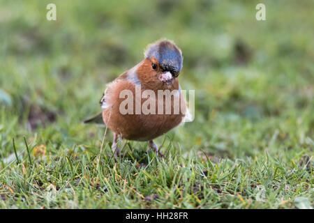 Buchfinken (Fringilla Coelebs) mit Federn im Wind wehen. Männchen in der Fink-Familie (Fringillidae) Fütterung auf Boden Stockfoto