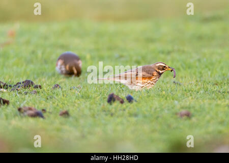 Rotdrossel (Turdus Iliacus) mit Wurm im Schnabel. Kleinen drosseln (Turdidae) Fütterung auf Grünland im New Forest, UK Stockfoto