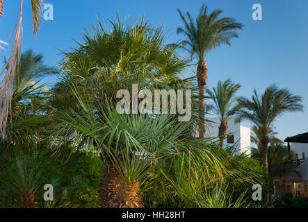 Verschiedene Palmen im Garten des Hotels an einem Sommertag Stockfoto