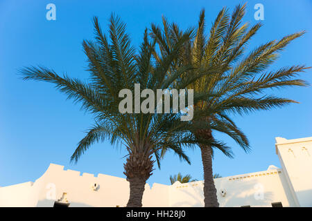 Palmen im Hotel mit weißen Häusern im аrabic Stil im Hintergrund an einem sonnigen Sommertag Stockfoto