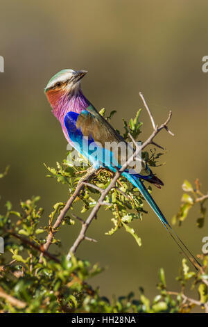 Lillac-breasted Roller im Krüger-Nationalpark, Südafrika; Specie Coracias Caudatus Familie von Coraciidae Stockfoto