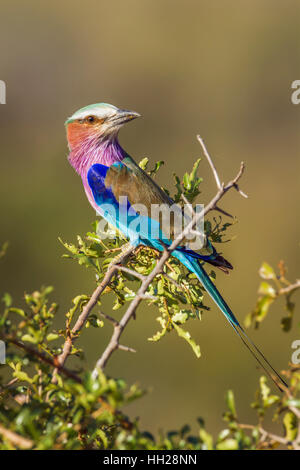 Lillac-breasted Roller im Krüger-Nationalpark, Südafrika; Specie Coracias Caudatus Familie von Coraciidae Stockfoto