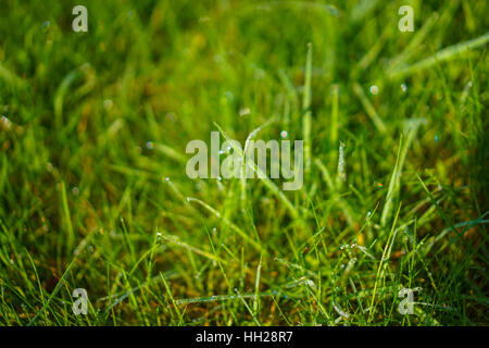Grasgrün Stockfoto