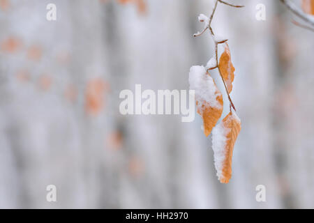 Blätter an der Buche im Winter mit Schnee bedeckt. Stockfoto