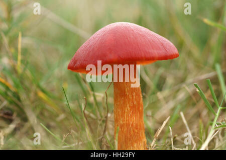 Crimson Waxcap (Hygrocybe Saftling) Stockfoto