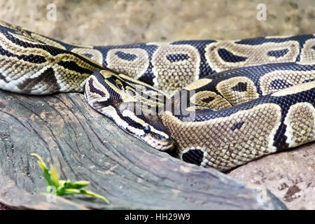 Foto der Netzpython close up im zoo Stockfoto