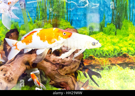 Foto von Fisch Cyprinus Carpio Koi im aquarium Stockfoto