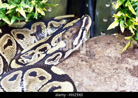 Foto der Netzpython close up im zoo Stockfoto
