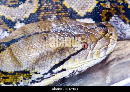 Foto der Netzpython Kopf close up im zoo Stockfoto