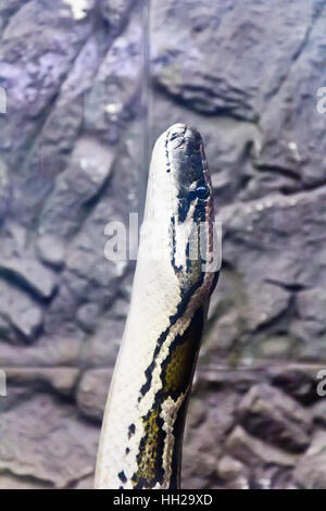 Vertikale Foto von Python Kopf auf Stein Hintergrund Stockfoto