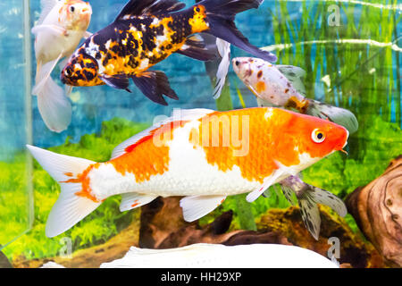 Foto von Fisch Cyprinus Carpio Koi im aquarium Stockfoto