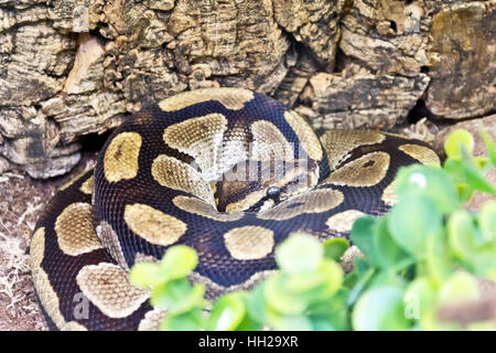 Foto von Python-Chef im Ring close up Stockfoto