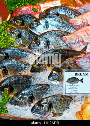 Brassen und Meerbarbe Fischhändler frischen Fisch in Eis Stockfoto