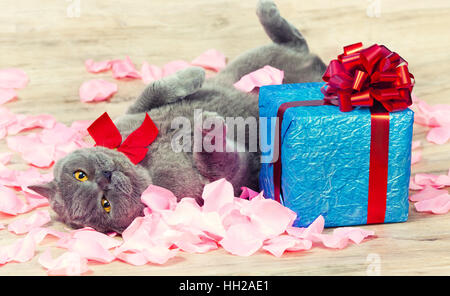 Eine Katze legt auf die Rosenblätter in der Nähe ein Geschenk Stockfoto