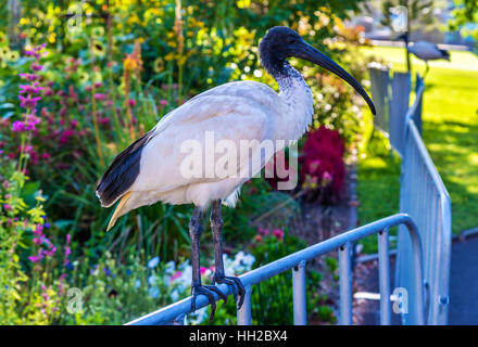 Australische weißer Ibis in den Royal Botanic Garden in Sydney, Australien. Stockfoto