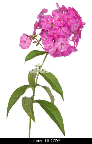 Rosa Blume Phlox auf weißem Hintergrund. Clipping-Pfad im Inneren Stockfoto