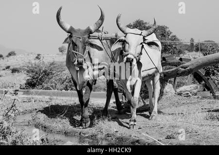 Alte Wasserrad in ländlichen Gujarat, Indien. Bewässerung Wasser für Kulturpflanzen wurde mit Wasser heben Räder zur Verfügung gestellt. Stockfoto