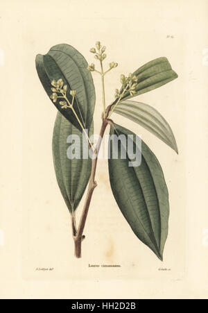 Echte Zimtbaum Cinnamomum Verum (Laurus Cinnamomum). Handkoloriert Kupferstich von George Cooke nach George Loddiges von Conrad Loddiges botanisches Kabinett, Hackney, 1817. Stockfoto