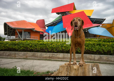 13. Juni 2016 Panama-Stadt: die bunten Gebäude Biomuseum mit Hund ein Tourist in der Front Stockfoto