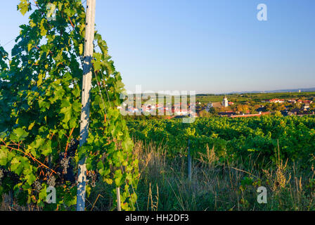 Straß Im Straßertale: Ansicht von Straß im Straßertale - Wein-Region Kamptal, Waldviertel, Niederösterreich, Niederösterreich, Österreich Stockfoto