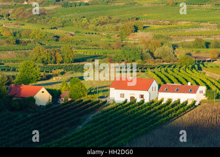 Straß Im Straßertale: Weingut im Weinbaugebiet Kamptal, Weinberg, Waldviertel, Niederösterreich, Niederösterreich, Österreich Stockfoto