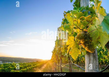 Straß Im Straßertale: Weinberg - Weinbaugebiet Kamptal, Waldviertel, Niederösterreich, Niederösterreich, Österreich Stockfoto