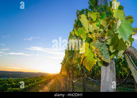 Straß Im Straßertale: Weinberg - Weinbaugebiet Kamptal, Waldviertel, Niederösterreich, Niederösterreich, Österreich Stockfoto