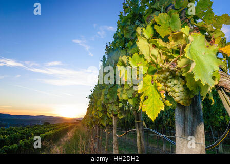 Straß Im Straßertale: Weinberg - Weinbaugebiet Kamptal, Waldviertel, Niederösterreich, Niederösterreich, Österreich Stockfoto