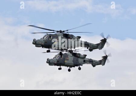 Die Royal Navy BlaclkCats Helicopter Display team Stockfoto