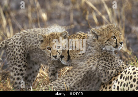 Gepard, Acinonyx Jubatus, Mutter und Cub, Masai Mara-Park in Kenia Stockfoto