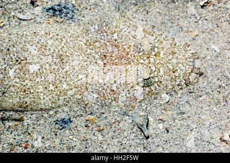 Flathead (Thysanophrys Chiltonae) sehr gut getarnt auf dem sandigen Boden.  Leicht angesprochen, weil sie überzeugt sind, dass sie nicht gesehen werden können. Stockfoto