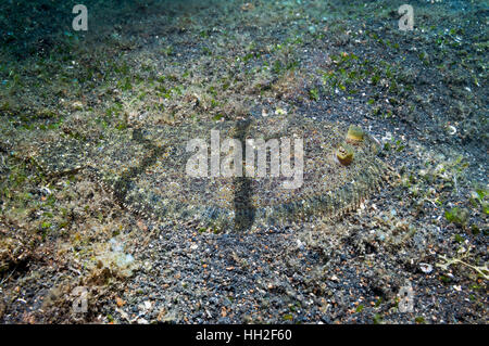 Peacock Flunder (Bothus Lunatus) gerade noch sichtbar am Meeresboden.  Lembeh, Sulawesi, Indonesien. Stockfoto
