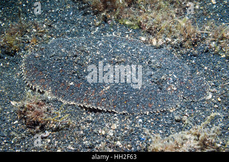 Peacock Flunder (Bothus Lunatus) gerade noch sichtbar am Meeresboden.  Lembeh, Sulawesi, Indonesien. Stockfoto