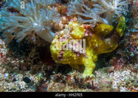 Warzige Anglerfisch [Antennarius Maculatus].  Cebu, Malapascua Island, Philippines. Stockfoto