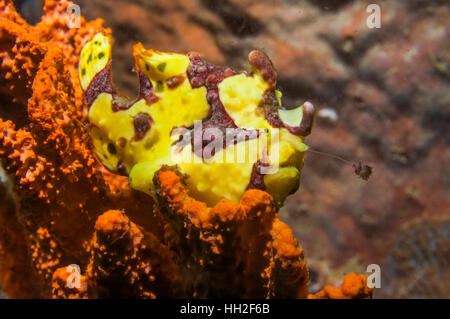 Gelbe warzige Anglerfisch [Antennarius Maculatus] mit Köder erweitert.  Lembeh, Sulawesi, Indonesien. Stockfoto