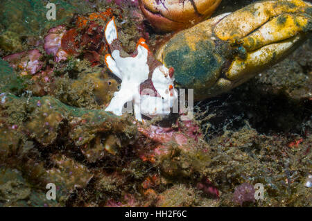 Warzige Anglerfisch [Antennarius Maculatus] thront auf goldenen Seescheiden [Polycarpa Aurora].  Lembeh, Sulawesi, Indonesien. Stockfoto