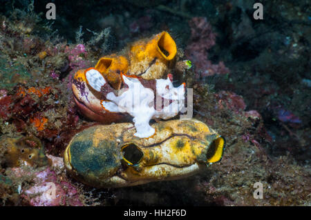 Warzige Anglerfisch [Antennarius Maculatus] thront auf goldenen Seescheiden [Polycarpa Aurora].  Lembeh, Sulawesi, Indonesien. Stockfoto