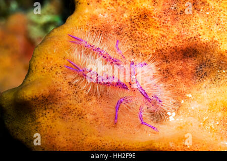 Behaarte hocken Hummer (Lauriea Siagiani) auf Schwamm.  Raja Ampat, West-Papua, Indonesien. Stockfoto