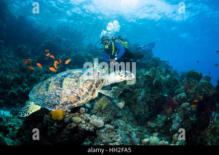 Echte Karettschildkröte (Eremochelys Imbricata) mit einem männlichen Scuba-Taucher im Hintergrund.  Ägypten, Rotes Meer. Stockfoto