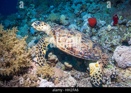 Echte Karettschildkröte (Eremochelys Imbricata).  Ägypten, Rotes Meer. Stockfoto