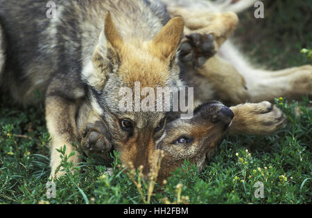 Europäischer Wolf, Canis Lupus, Cub spielen Stockfoto