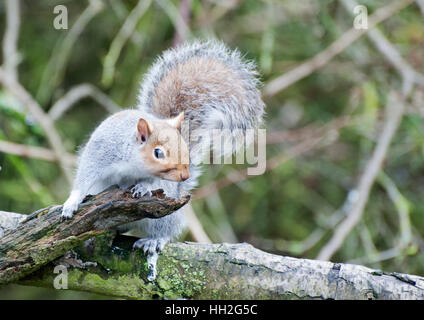 Grauen Eichhörnchen auf Ast Stockfoto