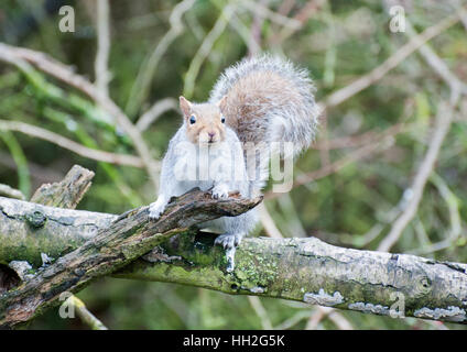 Grauen Eichhörnchen auf Ast Stockfoto