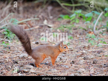 Eichhörnchen auf Nahrungssuche Stockfoto